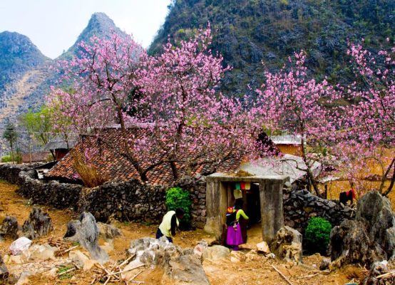 Hoa đào nở rực rỡ trên cao nguyên đá Hà Giang vào tháng 3, tạo nên khung cảnh thơ mộng.